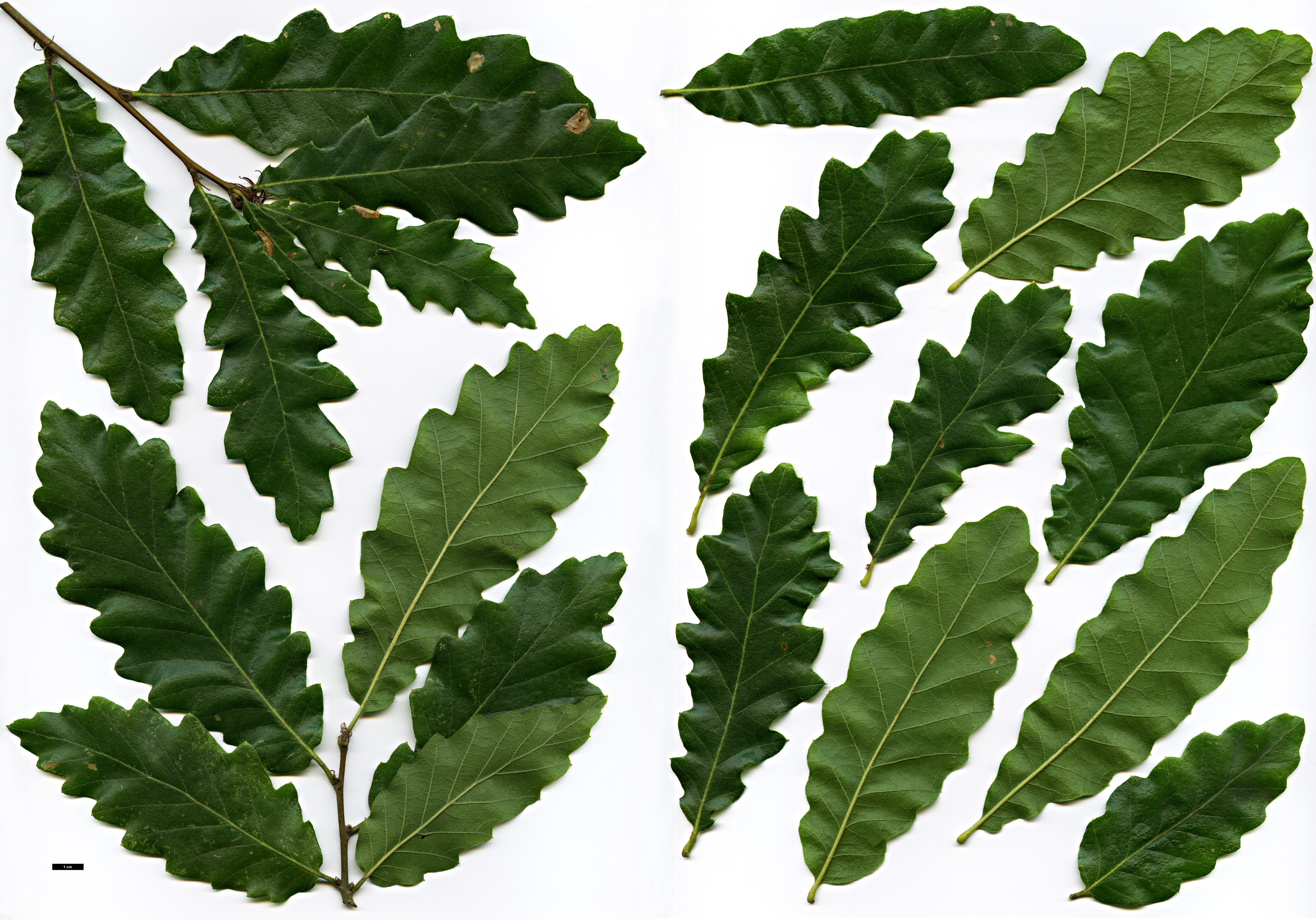 High resolution image: Family: Fagaceae - Genus: Quercus - Taxon: castaneifolia × Q.cerris